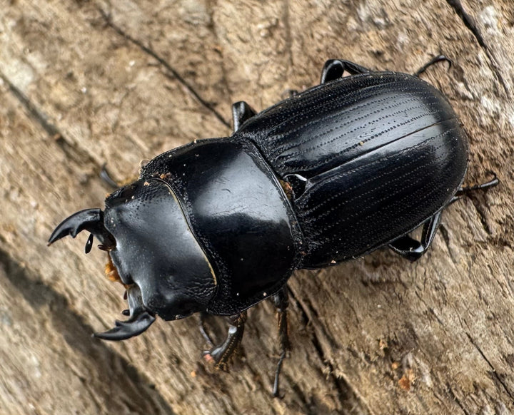 【WD】《カツラオオクワ 広西壮族産 25mm ペア》