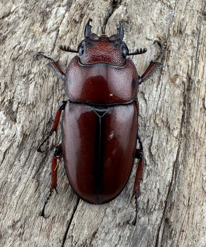 【WD】《アスタコイデス亜種fraternus 51mm ペア》