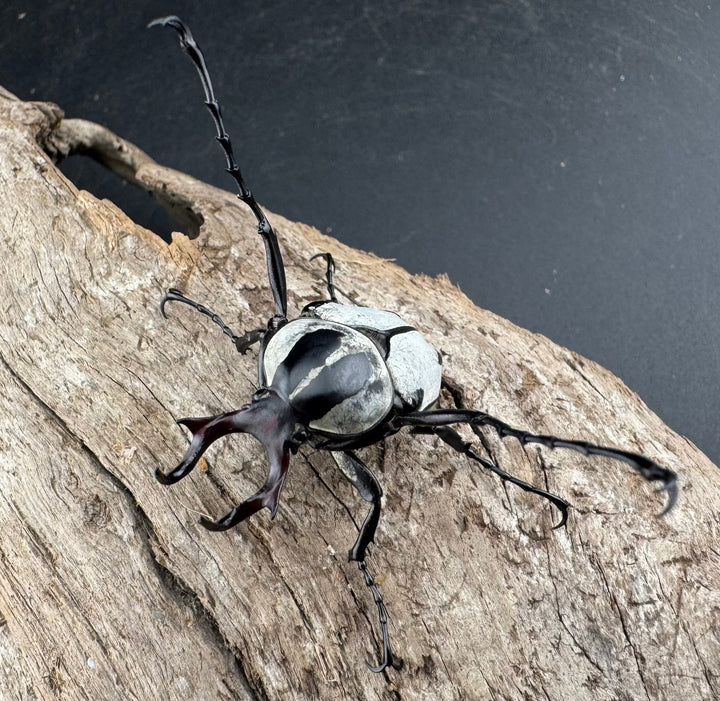 【WD】《アダムスツノハナムグリ Free ペア》①