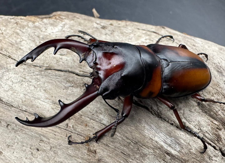 《ミラビリスノコギリクワガタ 63mm ペア》