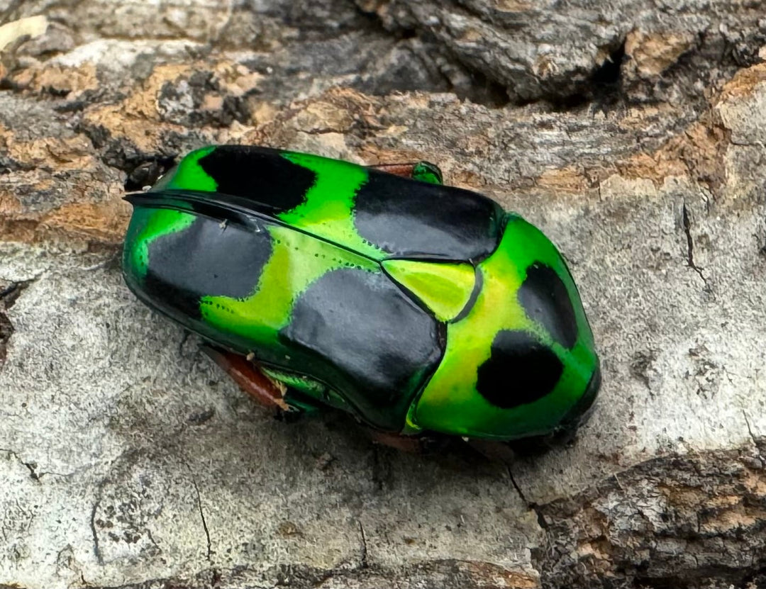 【WD】《マックレーツヤカナブン 赤タイプ ペア》