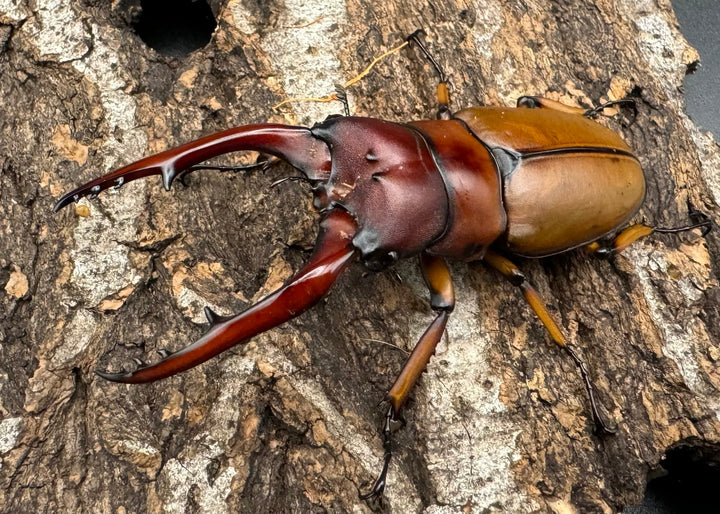 【WD】《アスタコイデスノコギリ 西ジャワ産 66.5mm ペア》