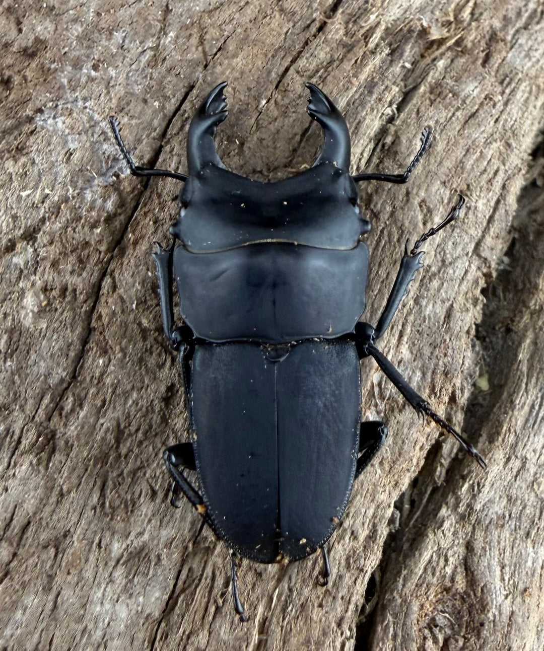 【WF3】《メタドルクス ロトゥンダトゥス 20.5mm ペア》