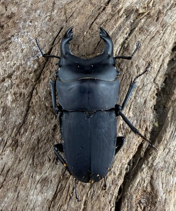 【WF3】《メタドルクス ロトゥンダトゥス 20.5mm ペア》