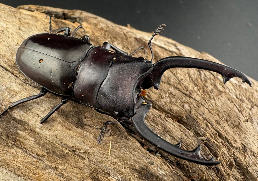 【WD】《ブッダノコギリ フィリピン北部亜種 51.5mm A'品ペア》