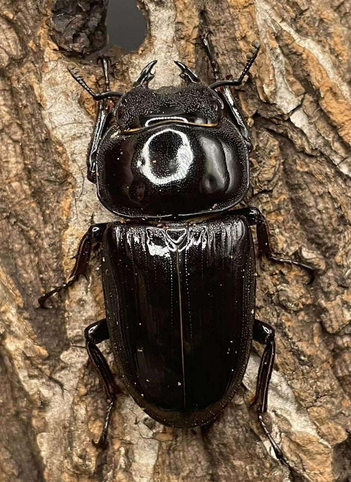 《インドグランディス亜種moriyai Garda95.0血統 79mm ペア》