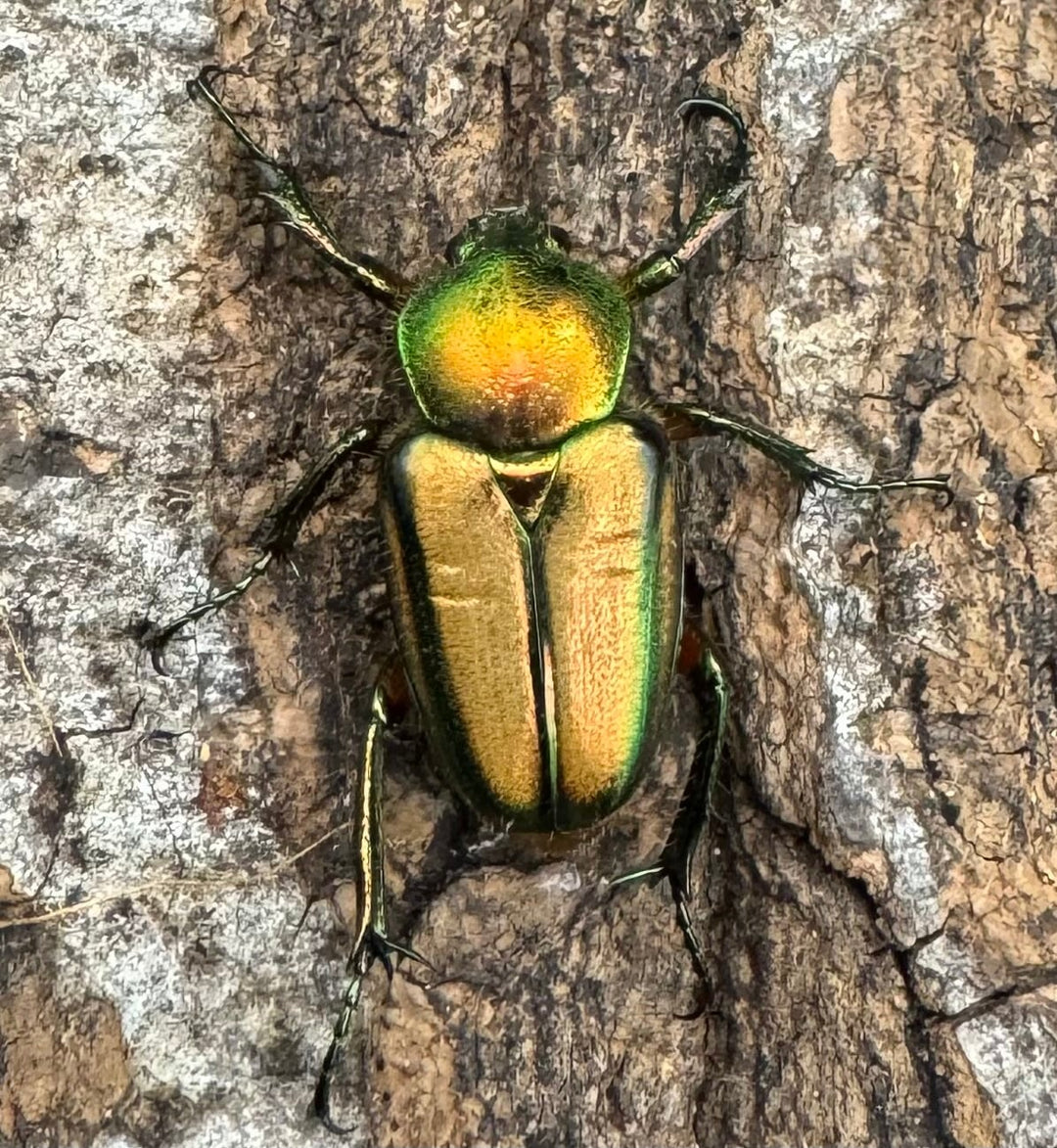 【WD】《セブヒメカブトハナムグリ ペア》