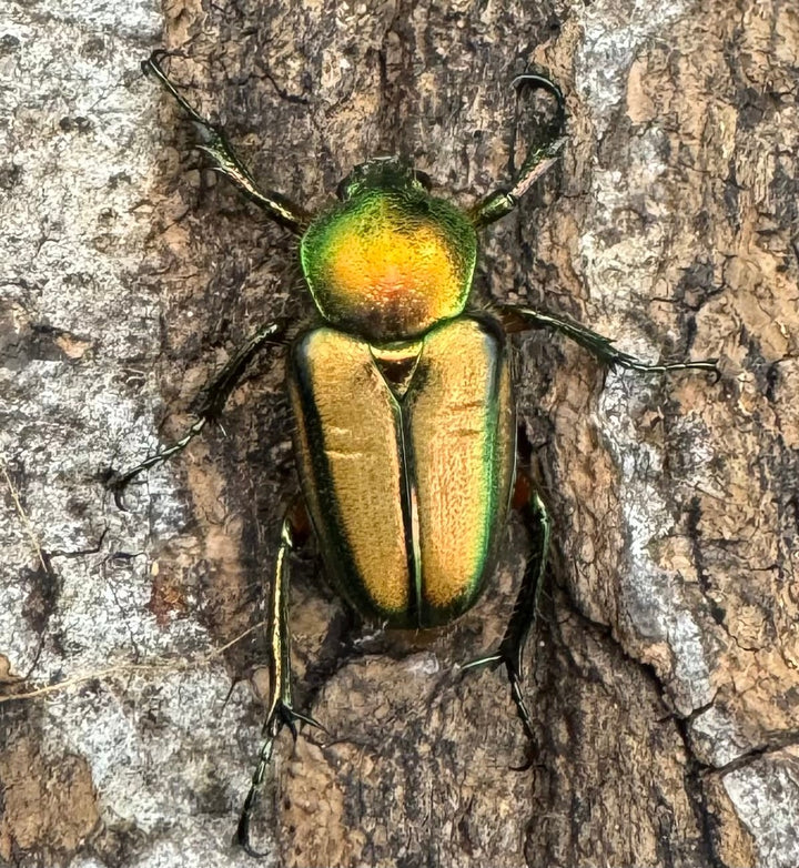 【WD】《セブヒメカブトハナムグリ ペア》