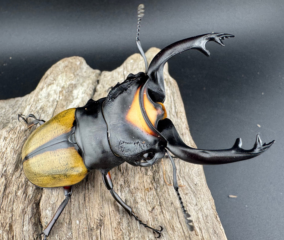 【WD】《ラコダールツヤクワガタ 80mm ペア》