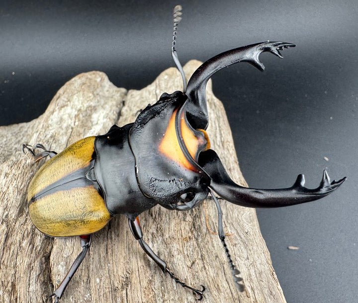 【WD】《ラコダールツヤクワガタ 80mm ペア》