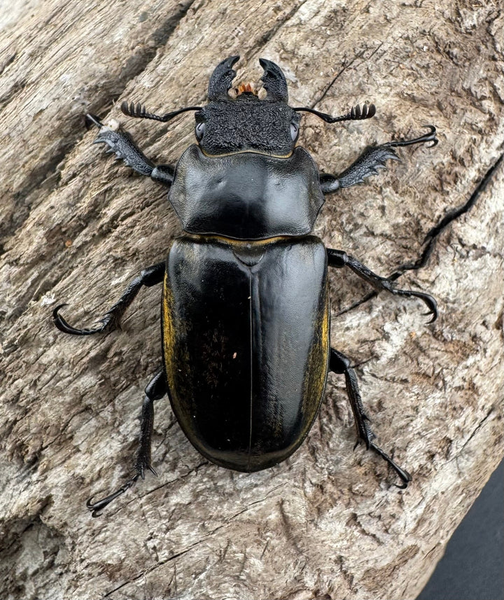 【WD】《チベットミヤマ亜種singularis 66mm ペア》