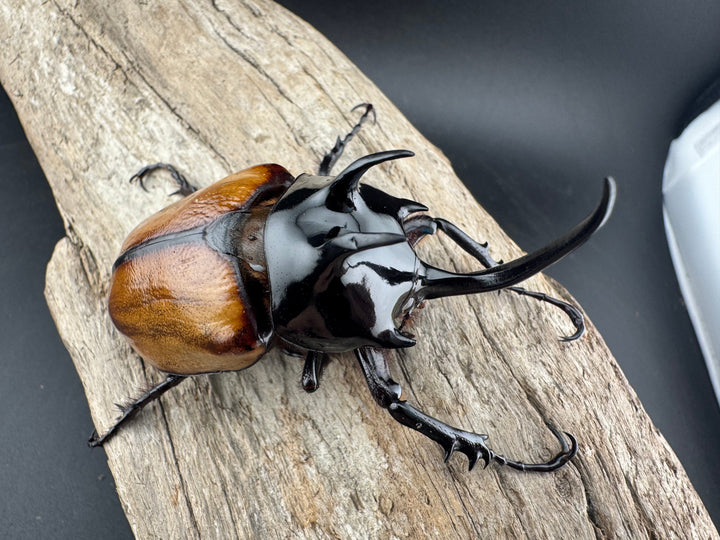 【F0】《スキットゴホンツノカブト 75mm ペア》