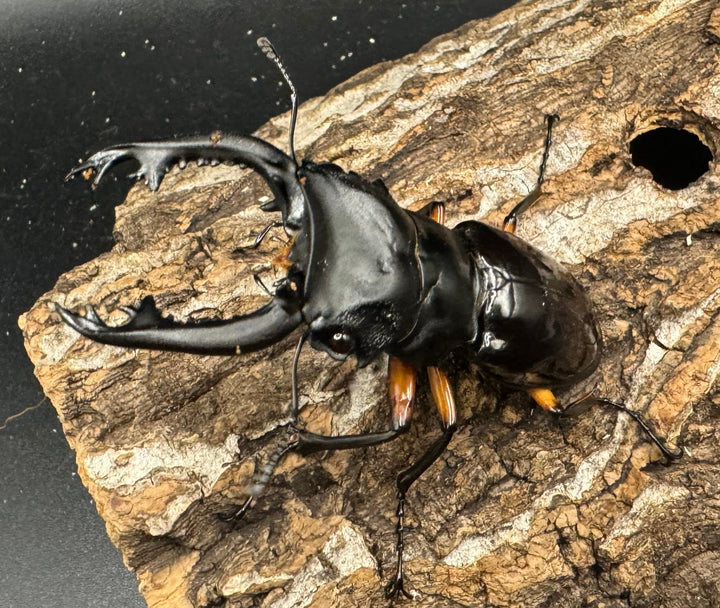 【WD】《インペリアリスツヤ亜種komorii 66.5mm ペア》