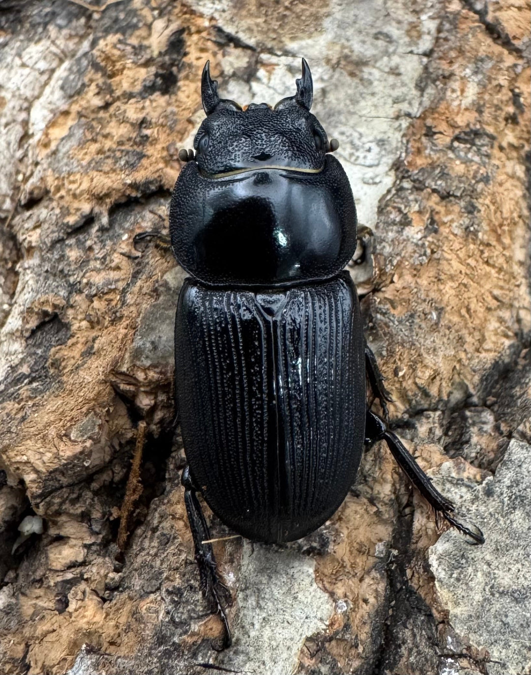 【WD】《ヒルティコルニス ssp. 44mm ペア》