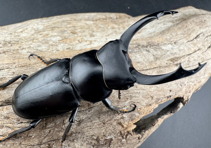 【WD】《ブラナウンコクワ 碧羅雪山産 64mm ペア》