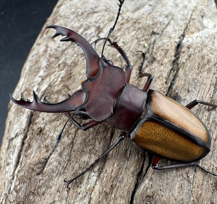 【WD】《ラエトゥスミヤマクワガタ 41.5mm ペア》