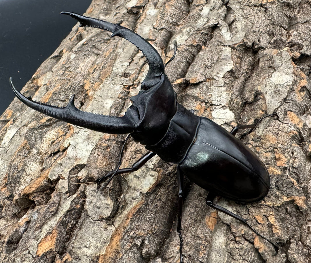 【WD】《マンディブラリスフタマタ 102mm ペア》