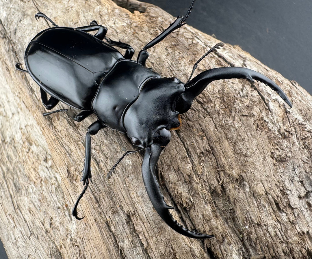 【WD】《ウエストウッディ亜種カズミアエ 雲南省産 62mm ペア》