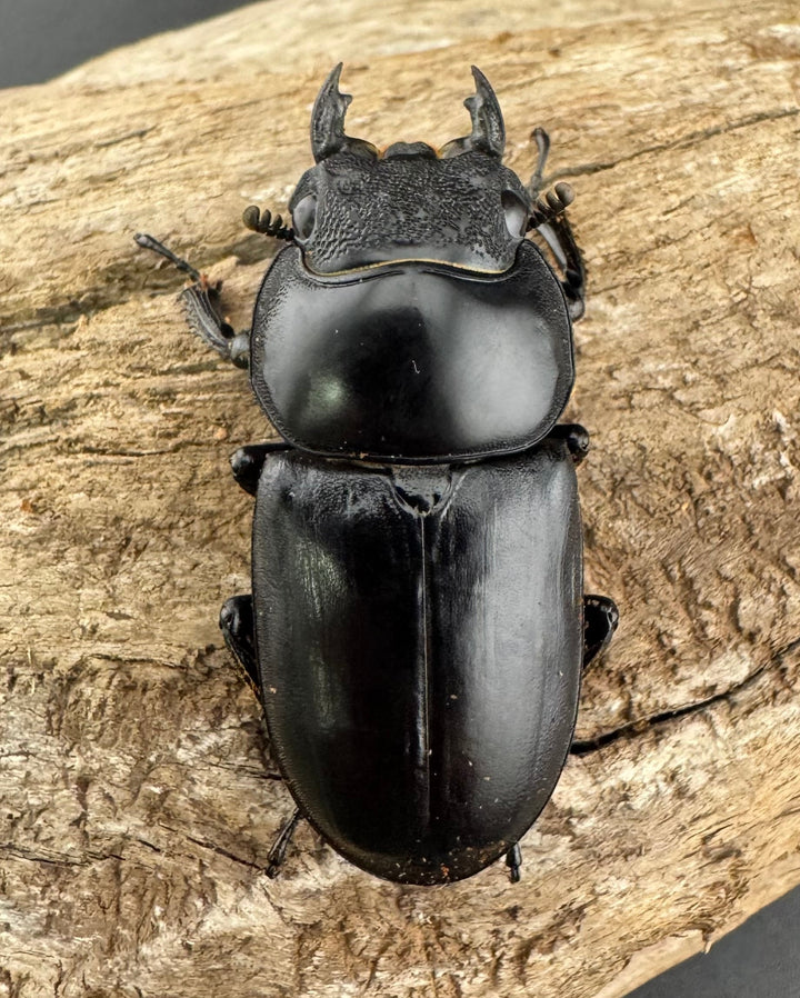 《マレーアンタエウスオオクワ 72mm ペア》