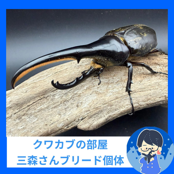 《ヘラクレス・ヘラクレス 146mm ペア》クワカブの部屋三森氏ブリード個体