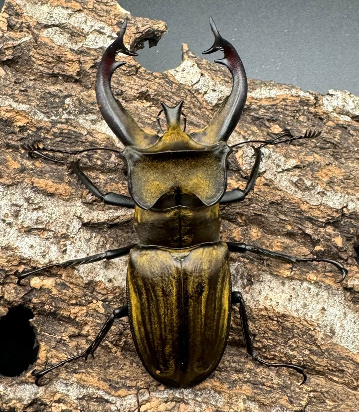 【WD】《チベットミヤマ亜種フルキフェル 76mm ペア》