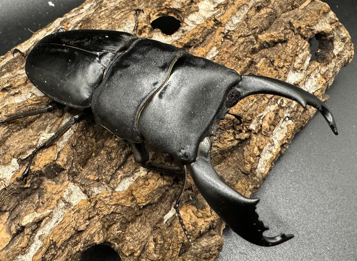 【WD】《西ペレンオオヒラタ 90mm ペア》