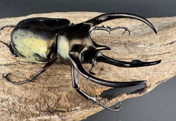 【WD】《ミンダナオアトラスオオカブト マラグサン産 92mm ペア》