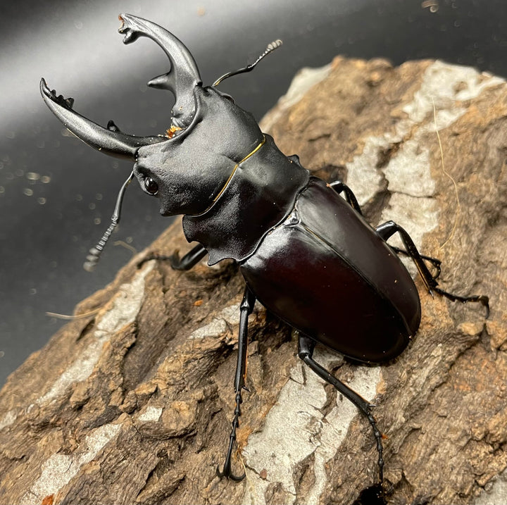 【WD】《アルケスツヤクワガタ 80mm A’品ペア》