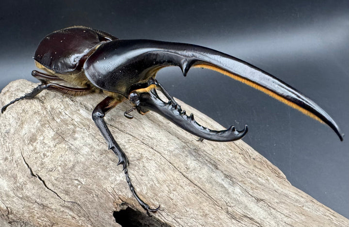 《ヘラクレス・ヘラクレス 144mm ペア》