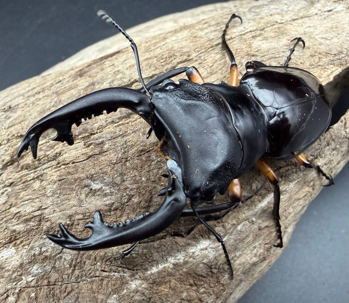 【WD】《インペリアリスツヤ亜種komorii トゥルスマリア産 65.5mm ペア》