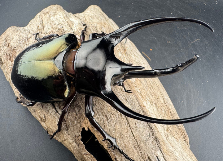 【WD】《ジャワコーカサスオオカブト 113mm ペア》