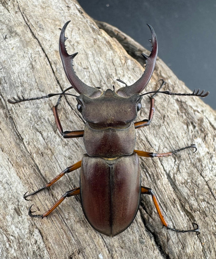 【WD】《ツェンワンラオシャンミヤマ 45.5mm ペア》