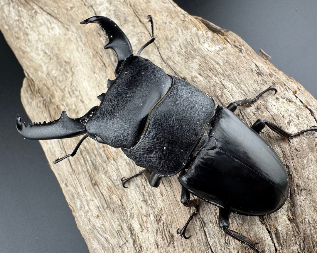 【WD】ロングホーン《パラワンオオヒラタ 84mm ペア》