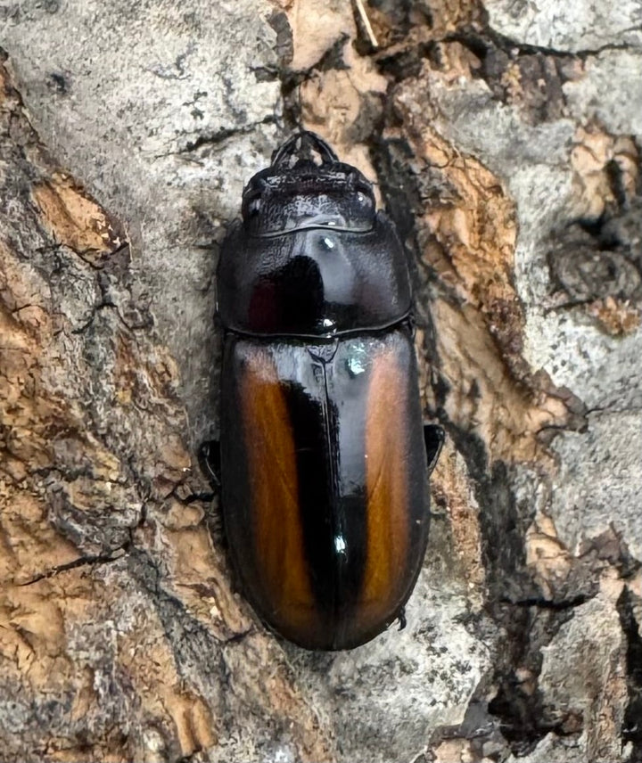 【WD】《エレガントゥルスコクワ原名亜種 Free ペア》