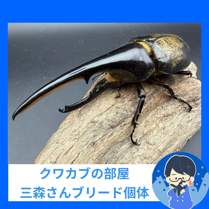 《ヘラクレス・ヘラクレス 148mm ペア》クワカブの部屋三森氏ブリード個体
