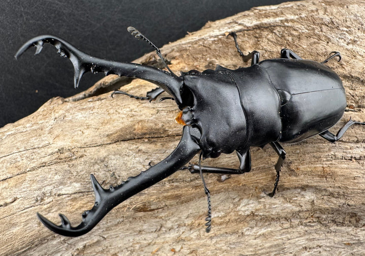 【WD】《 ギラファノコギリ原名亜種 ラオス産 90mm ペア》