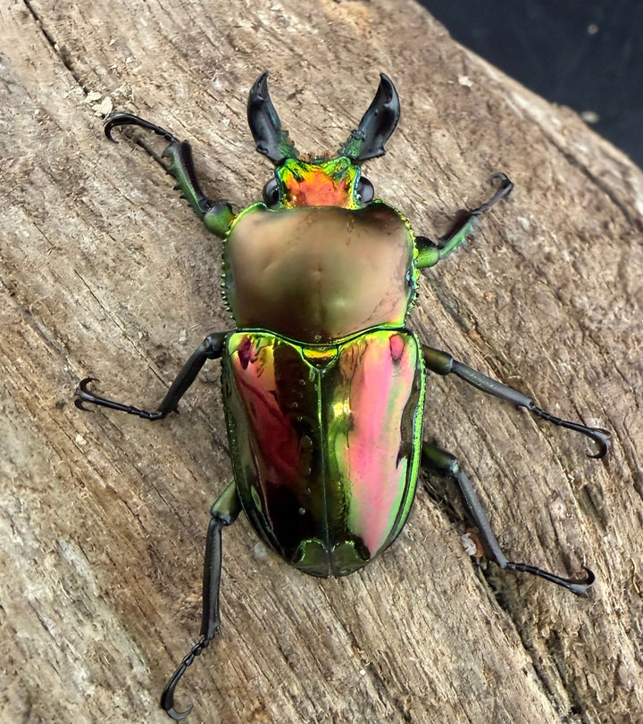 《ニジイロクワガタ 33.5mm ♂♀♀トリオ》