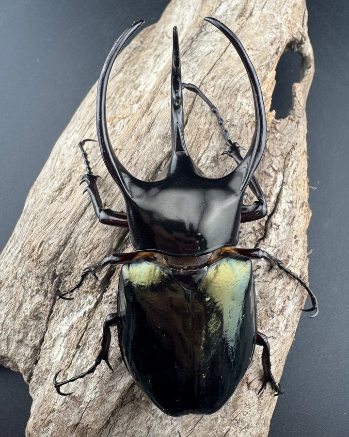 【WD】《アトラスオオカブト原名亜種 パロロ パル産 91mm ペア》