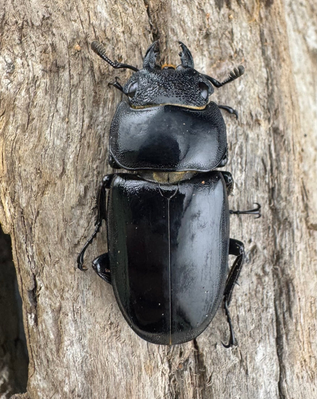 【WD】大型短歯《ルマウィノコギリ  60.5mm ペア》