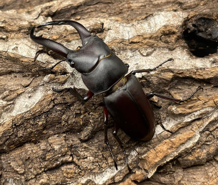 【WD】《グラキリスノコギリヒラタクワガタ 47.5mm ペア》