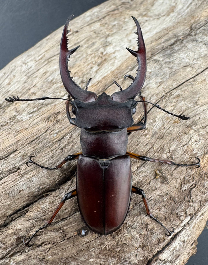 【WD】《デューベイアヌスミヤマ 58mm ペア》