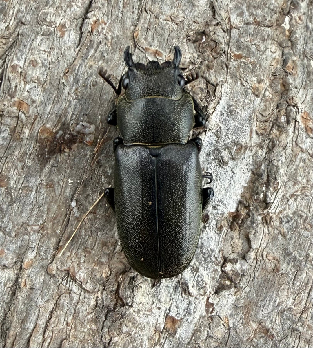 【WD】《メタリフェルホソアカ亜種フィナエ 79.5mm ペア》