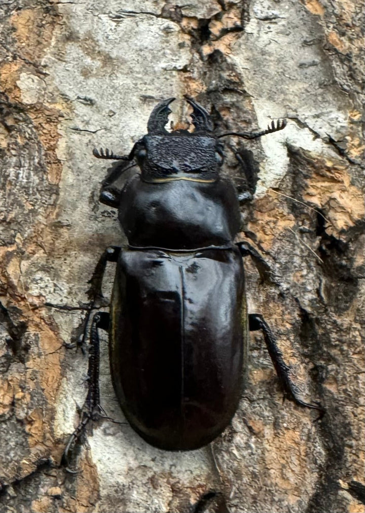 【WD】《チェンミヤマ メトク産 65mm ♂♀♀トリオB品》