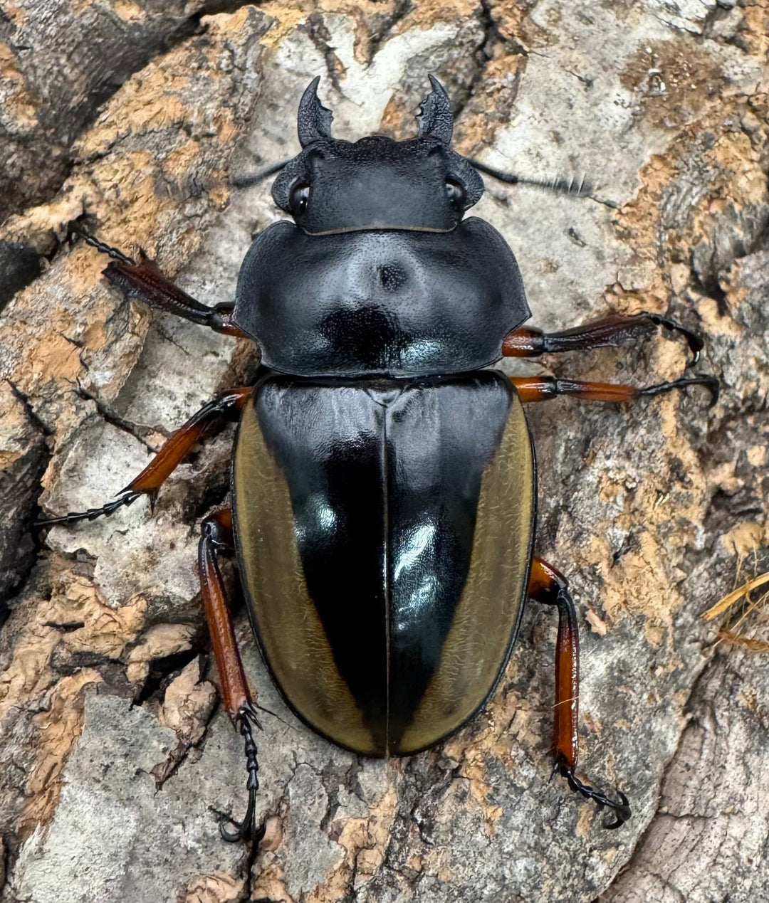 【WD】《フェモラリスツヤクワガタ亜種waterstradit 54.5mm A'品ペア》