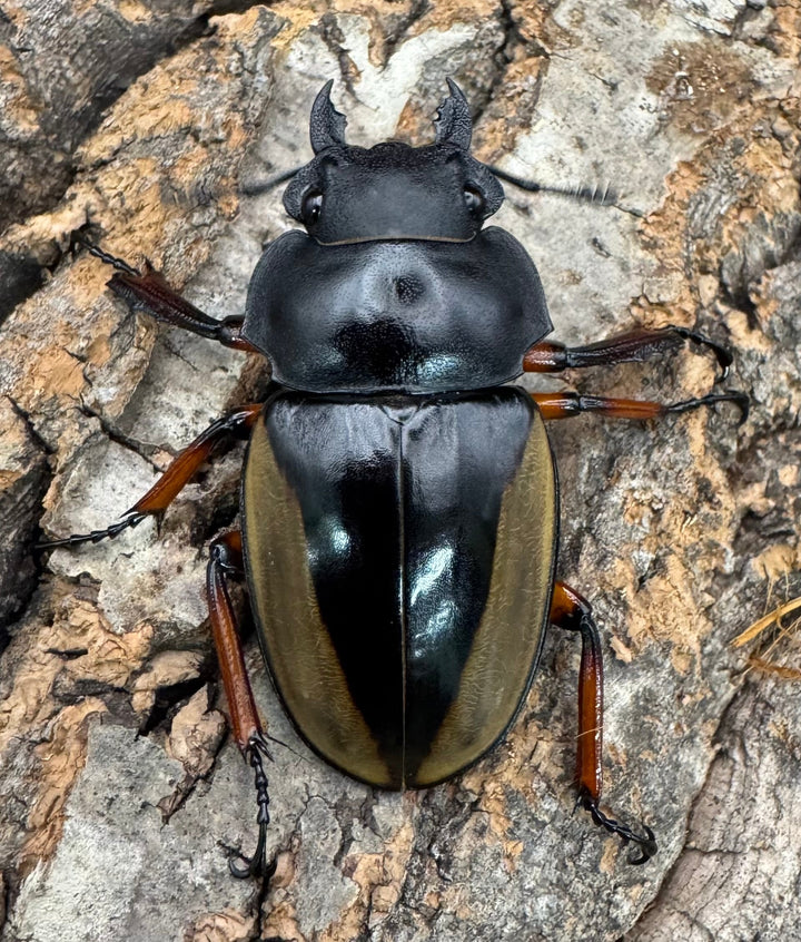 【WD】《フェモラリスツヤクワガタ亜種waterstradit 54.5mm A'品ペア》