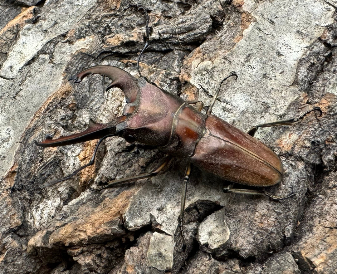 【WD】《ズベールホソアカ ミンダナオ産 47mm ペア》