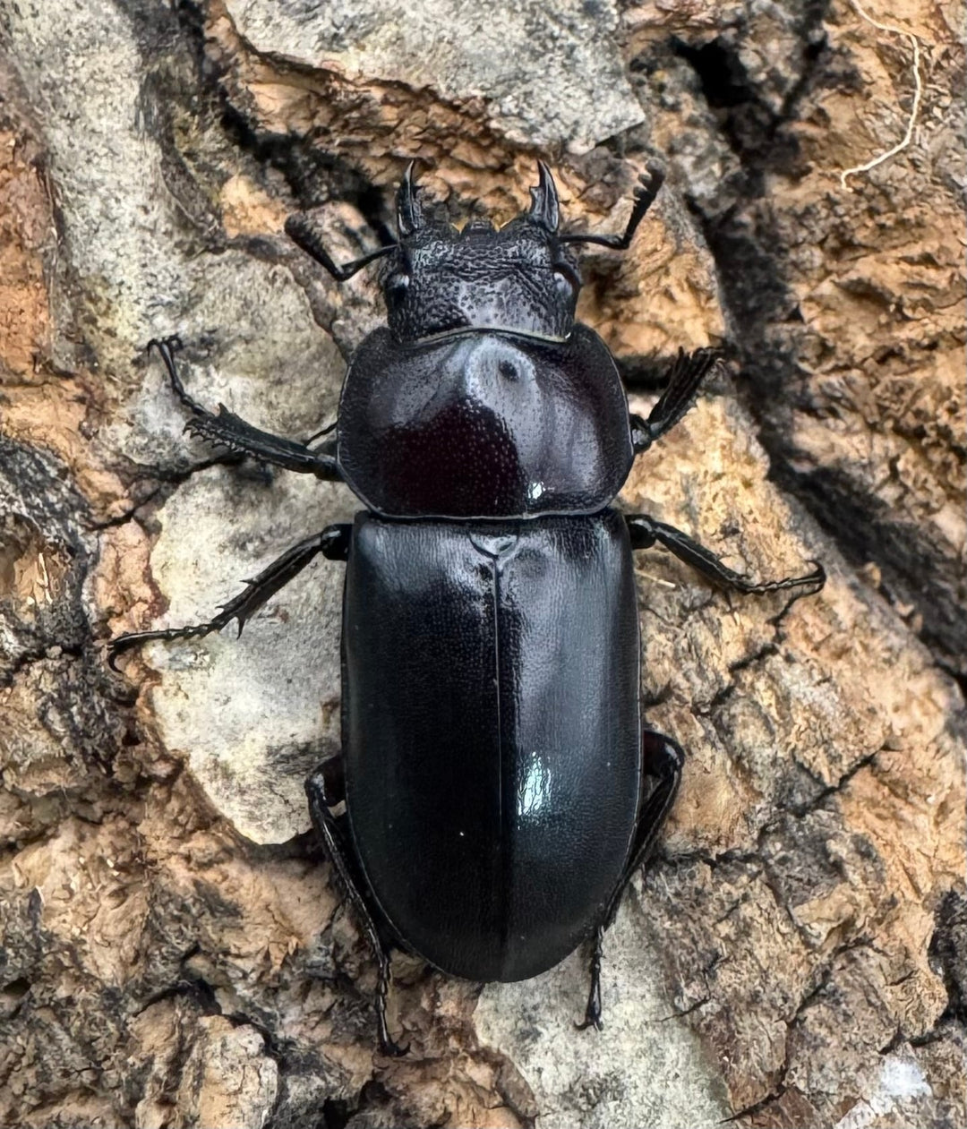 【WF1】《ウスバクワガタ亜種kishidai 34mm ペア》