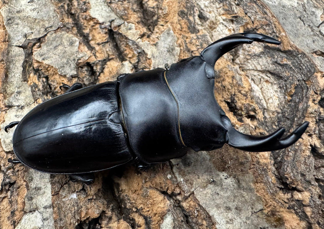 【WD】《ホペイオオクワ 安徽省産 58mm ♂♀♀トリオ》