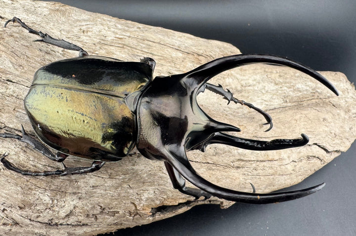 【WD】《ミンダナオアトラスオオカブト キダパワン産 94mm ペア》