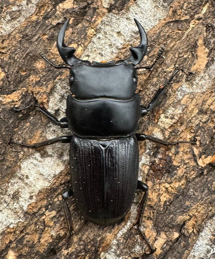 【WD】《ミンダナオパリーオオクワ  45.5mm ペア》